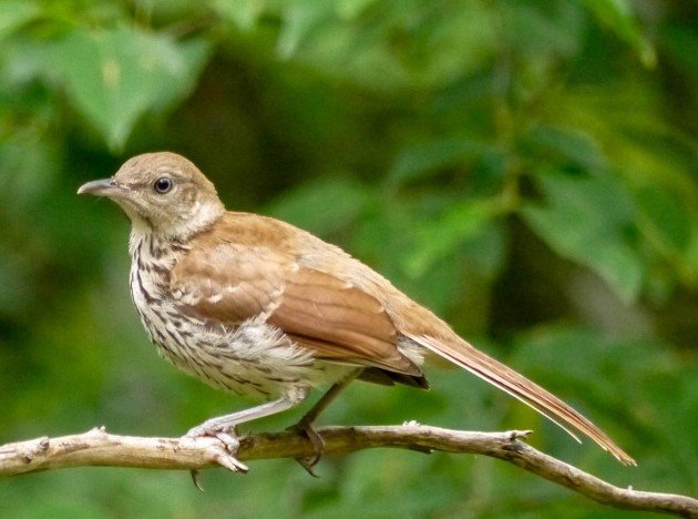 tan all birds