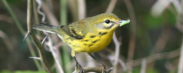 Birding at Back Bay NWR