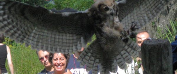 Great Horned Owl delighting the crowd at the New York State Renaissance Faire