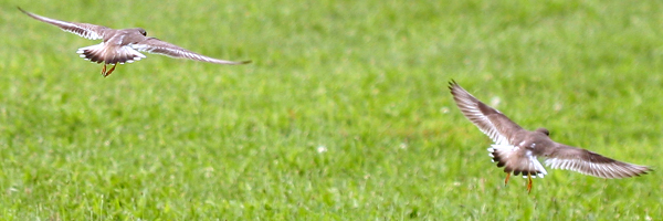 Semipalmated Plovers flying away