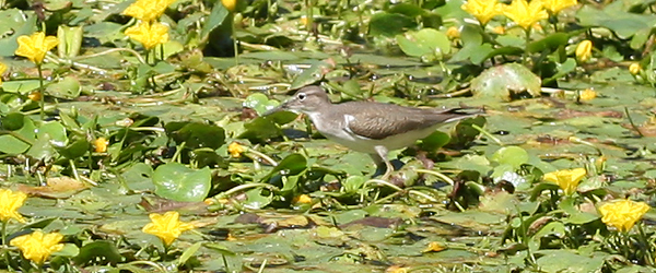 Spotted Sandpiper