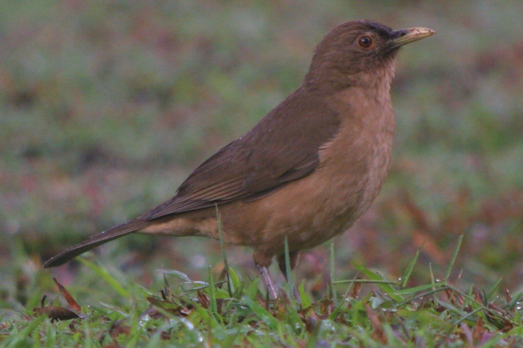 What is the National Bird of Costa Rica? 10,000 Birds