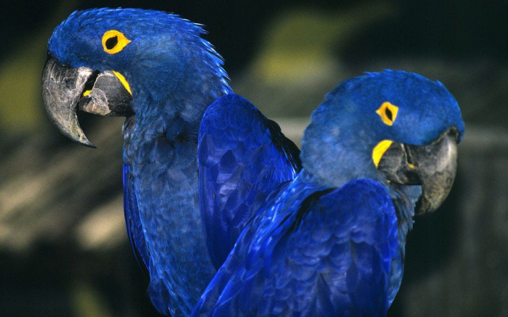 Protecting The Hyacinth Macaw And The Cerrado 10000 Birds