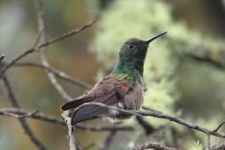 Where I Went Birding that Third Weekend of September 2020