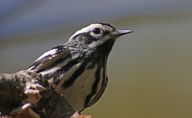 10 000 birds black and white warblers or the striped 10 000 birds black and white warblers or the striped