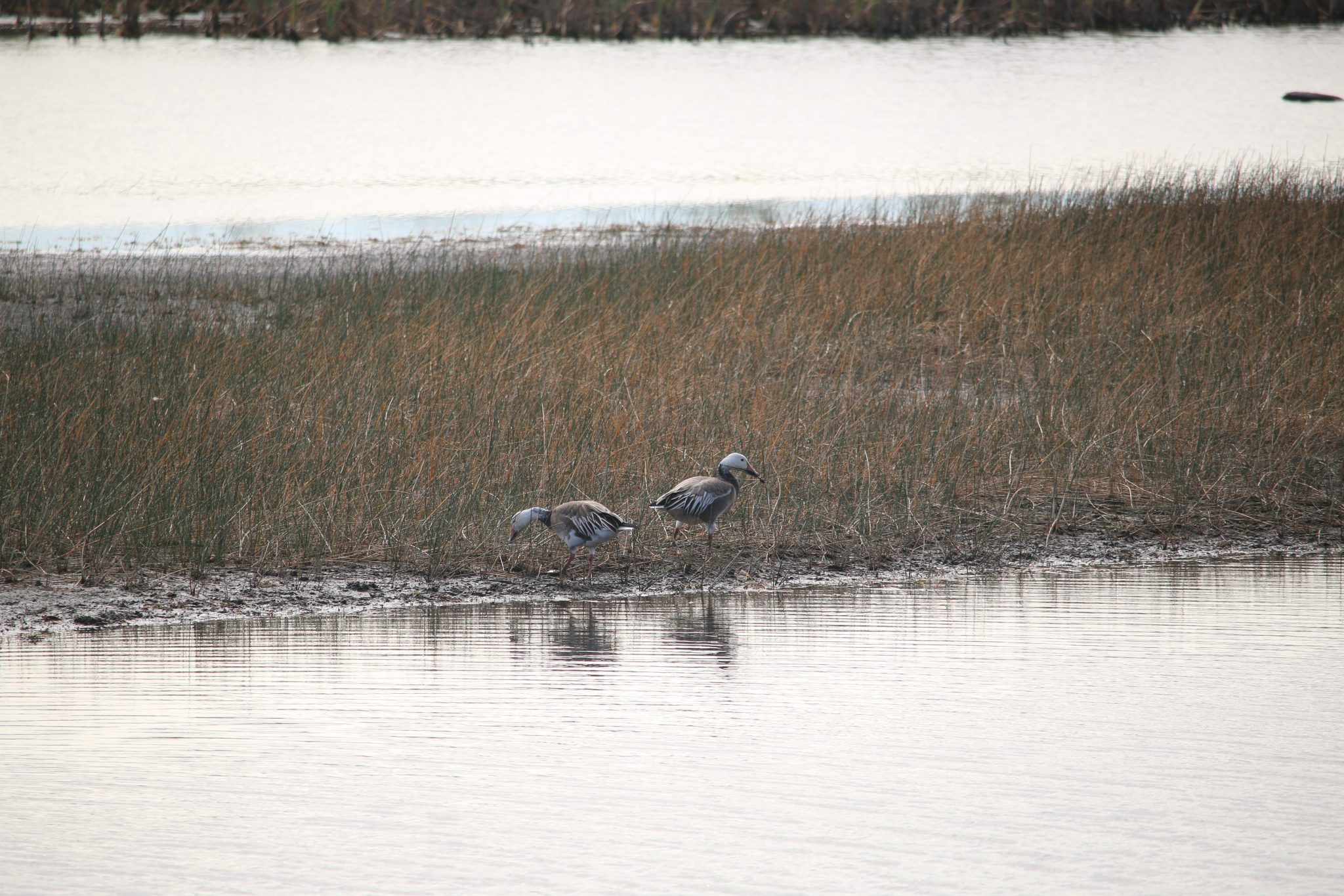 Snow Geese in Florida 10,000 Birds