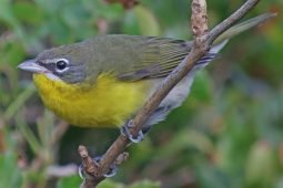 Best Bird of the Weekend (Last of September 2020)