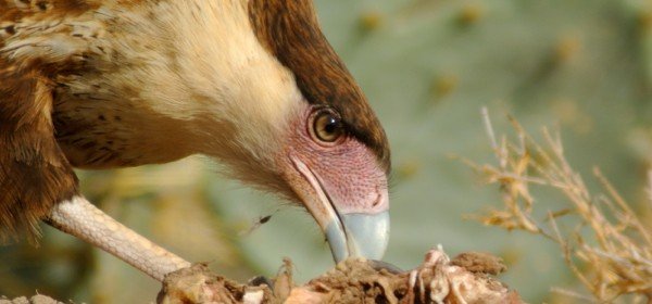 10 000 birds when is bird baiting ok 10 000 birds when is bird baiting ok
