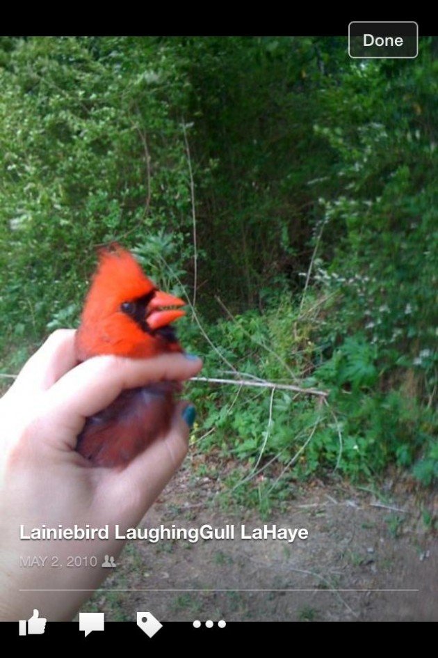 10,000 Birds Rehabber Slang Part 2, etc. 10,000 Birds