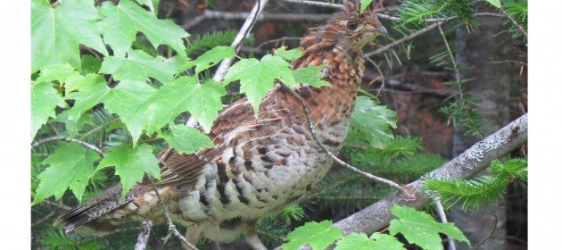 you are walking on a wooded path in pennsylvania everything is quiet and serene a few bird calls here and there the low buzzing of insects