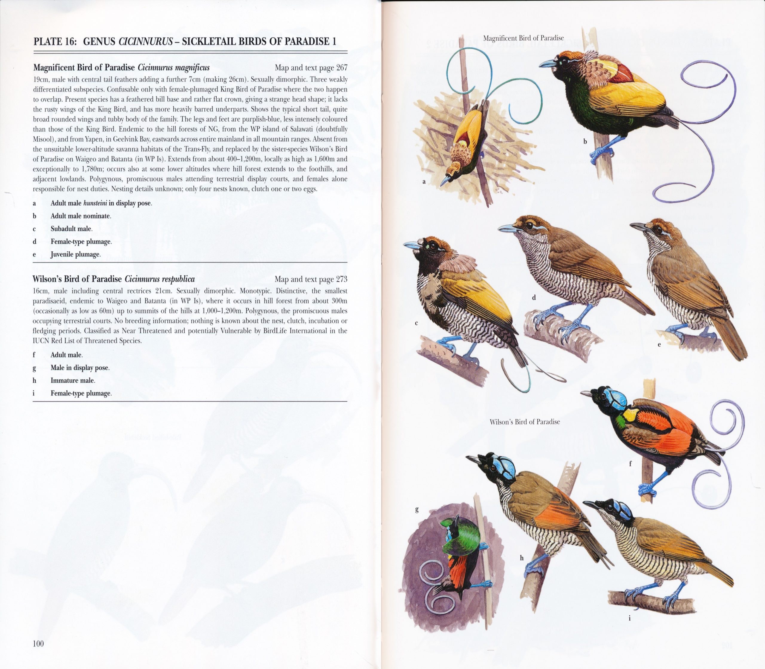 Birds of Paradise and Bowerbirds: An Identification Guide–A Book Review