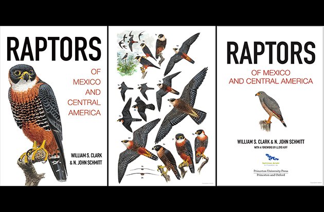 Raptors Of Mexico And Central America A Book Review 10 000 Birds,Easy Free Crochet Shawl Patterns