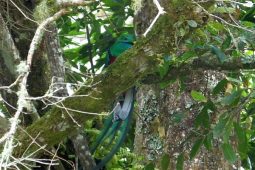 High Elevation Birding in Costa Rica at Providencia