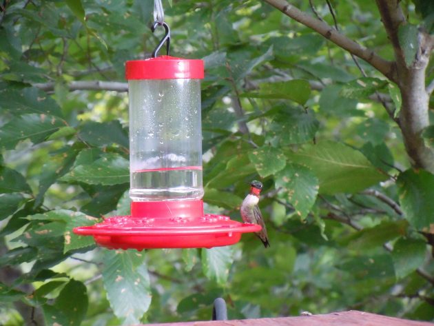 10 000 birds what is the state bird of rhode island 10 000 birds