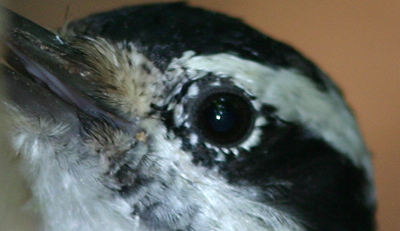 Downed Downy Woodpecker