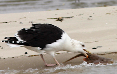 Great Black-backed Gull with lunch
