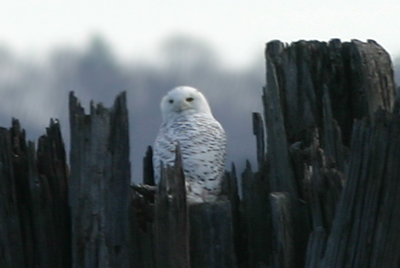 The famed Piermont Snowy Owl