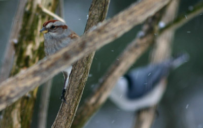 American Tree Sparrow and White Breasted Nuthatch