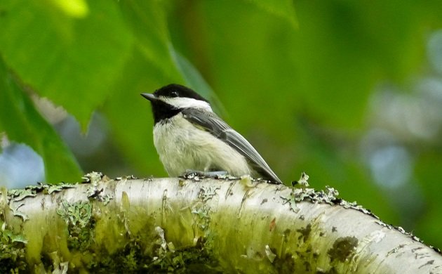 chickadee, maine, birding