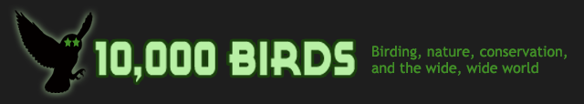 10,000 Birds - Birding, blogging, conservation, and commentary
