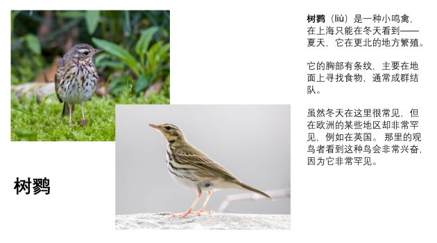 Red-flanked Bluetail - Shanghai Birding 上海观鸟