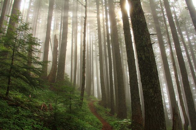 Table Rock Wilderness -- Spotted Owl and Barred Owl habitat