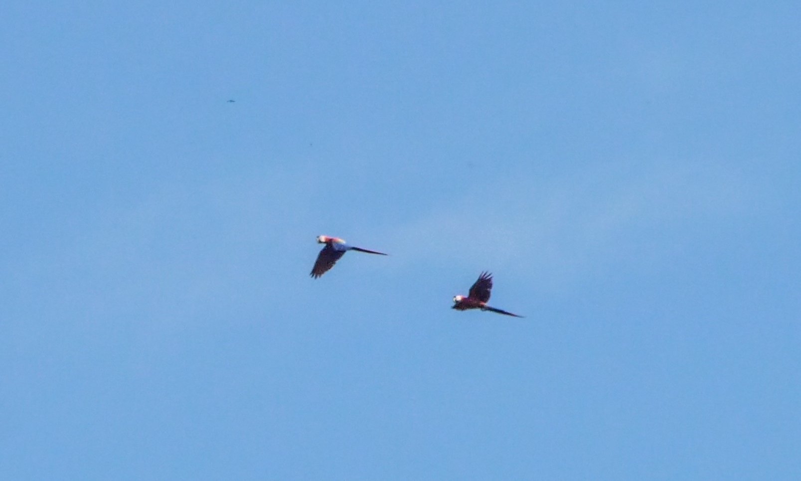 belize, scarlet macaw