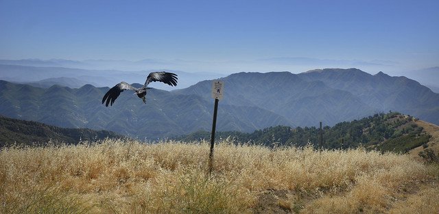 Nonessential Experimental California Condors