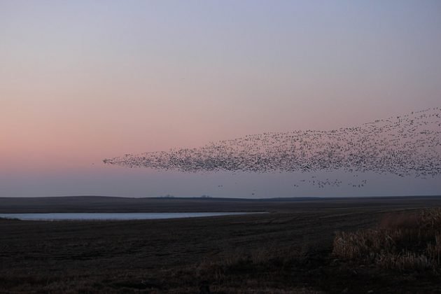 Snow Geese over Kulm WMD in North Dakota