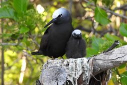 South East Queensland [SEQ] Birding Destinations – Lady Elliot Island.