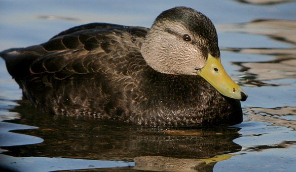 Mallard Complexity - 10,000 Birds