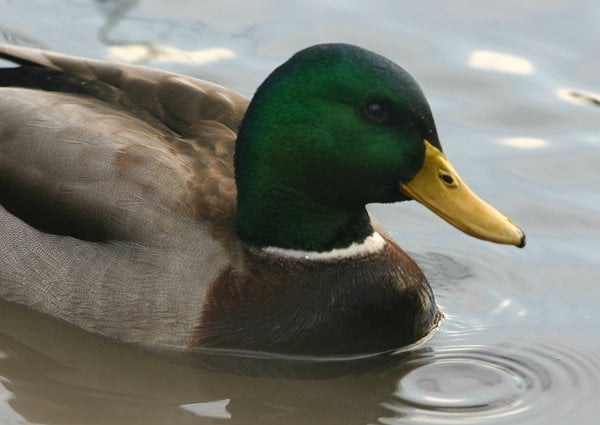 Mallard Complexity - 10,000 Birds