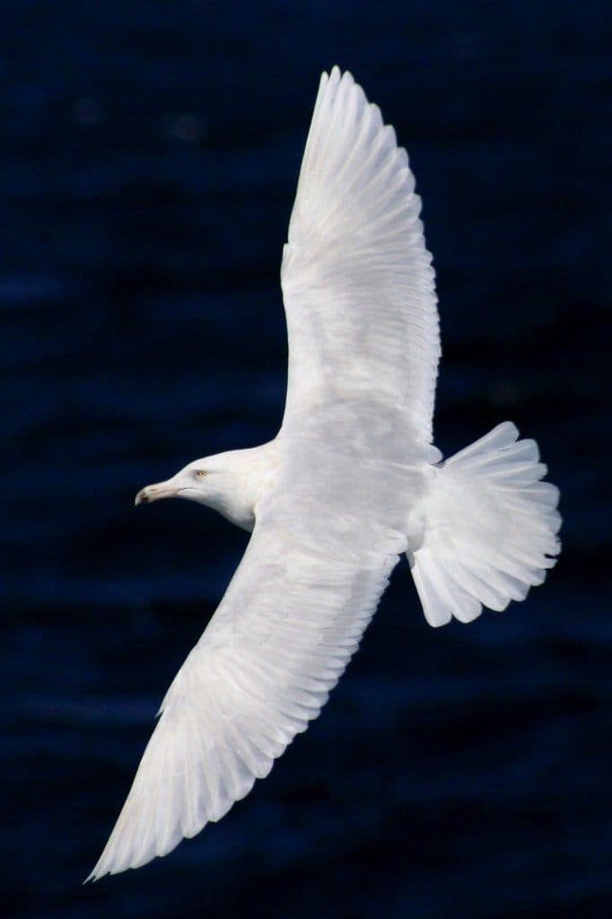 The White Birds by William Butler Yeats 10,000 Birds