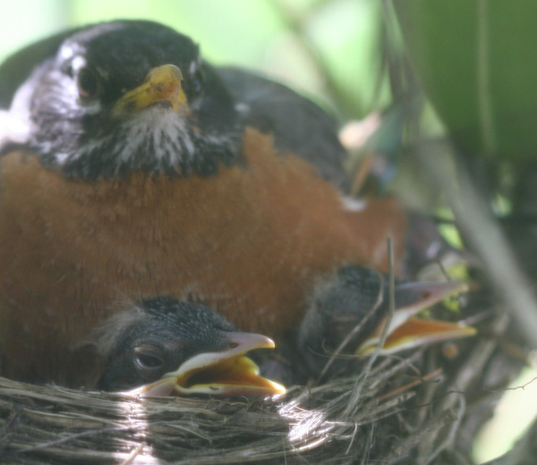 Return to the Robins’ Nest 10,000 Birds