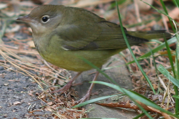 Enjoying the Uncommon Birds at Central Park - 10,000 Birds