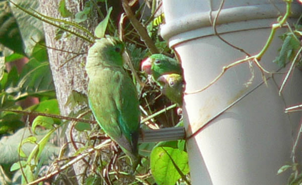 green rumped parrotlets for sale green rumped parrotlets for sale