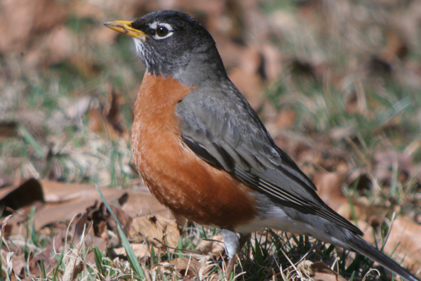 First Robin of Spring - 10,000 Birds