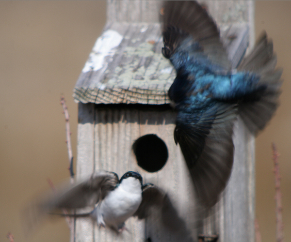 Free Housing in New York City 10,000 Birds