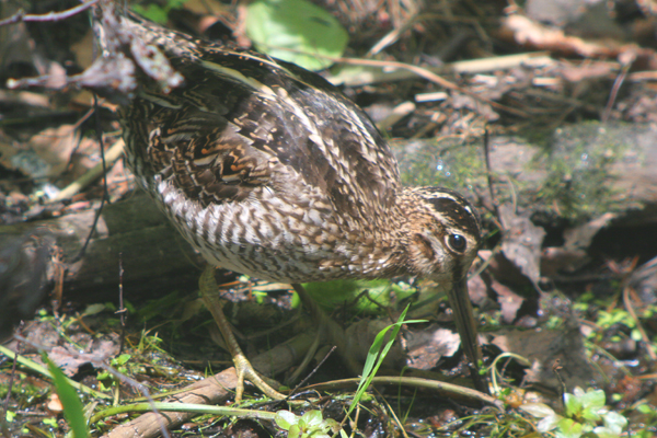 Wilson’s Snipe at Big John’s Pond - 10,000 Birds