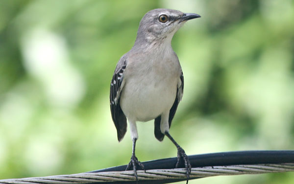 What is a Mockingbird?