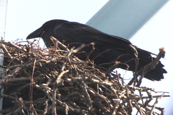 ravens nest torrent