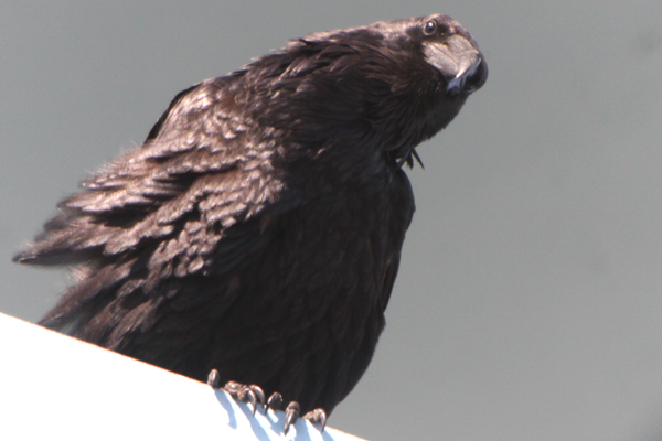 Ravens in Queens are Feeding Young - 10,000 Birds