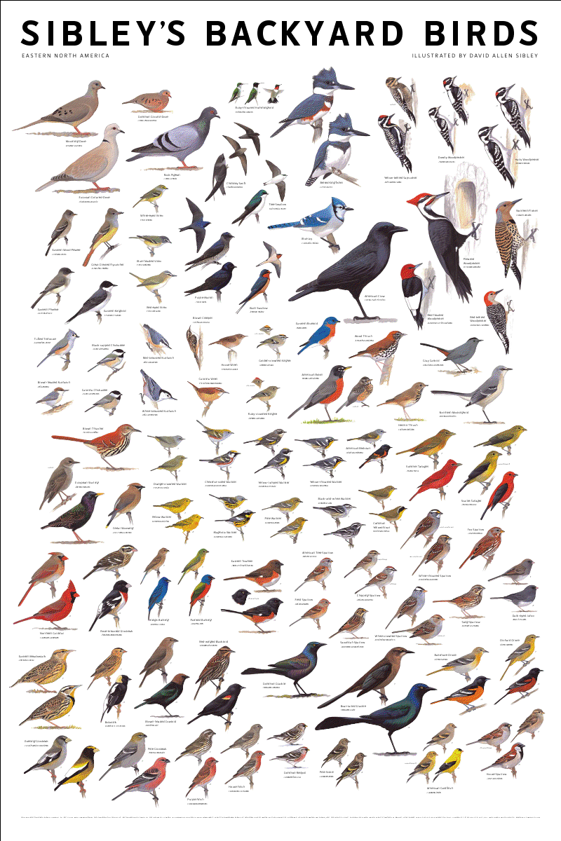 Sibley’s Backyard Birds Poster 10,000 Birds