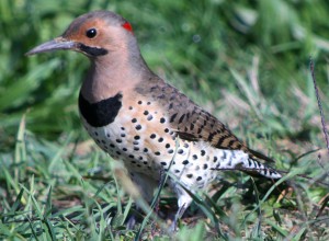 The Polka Dot Woodpecker - 10,000 Birds