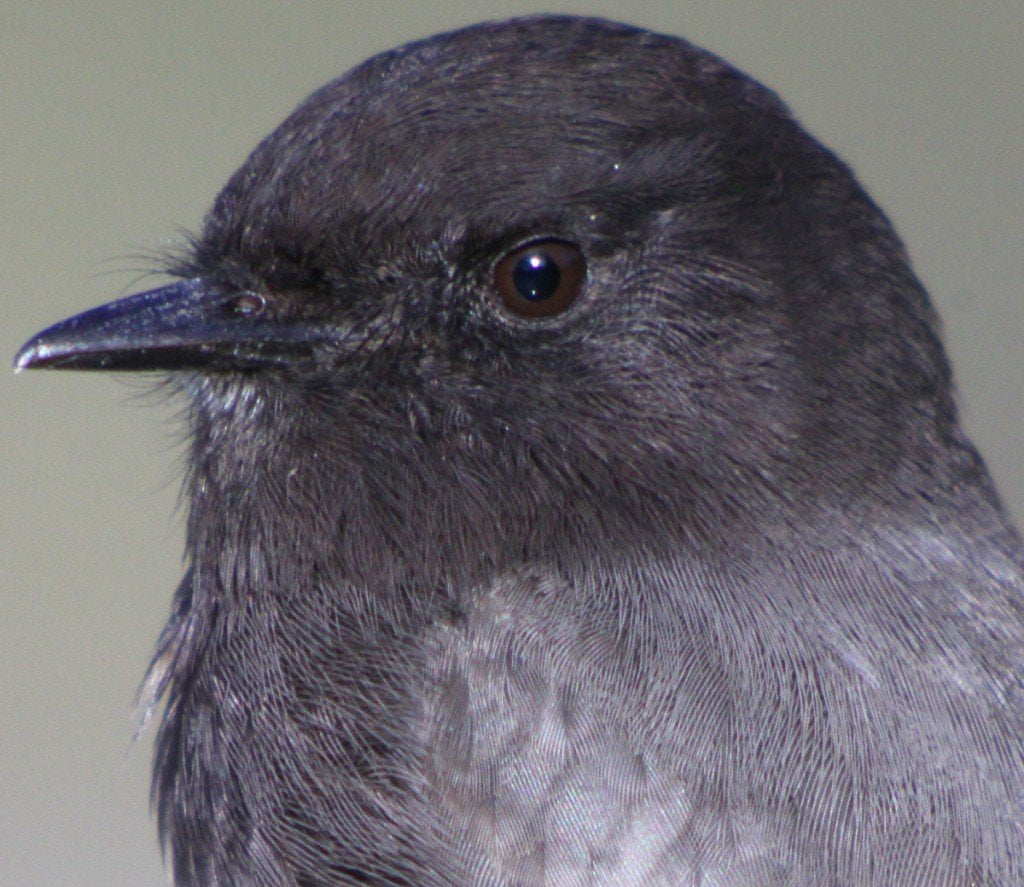 Yorba Linda Birding 10,000 Birds