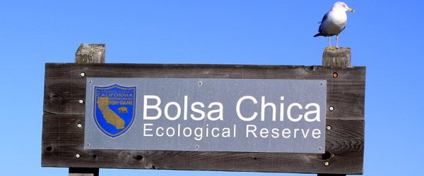 Birds of Bolsa Chica - 10,000 Birds