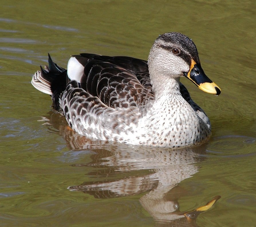Hybrid Mallards 10,000 Birds