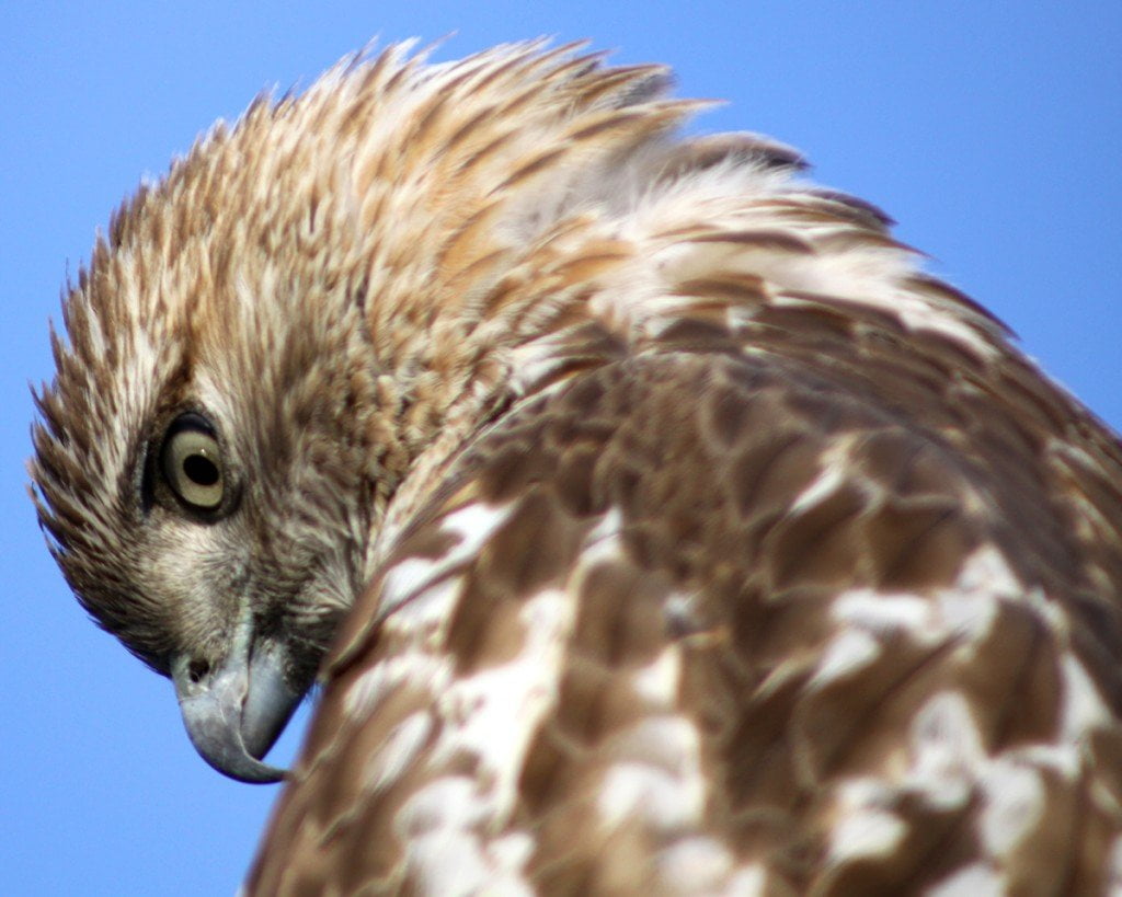 A Young Redtailed Hawk In Queens 10,000 Birds