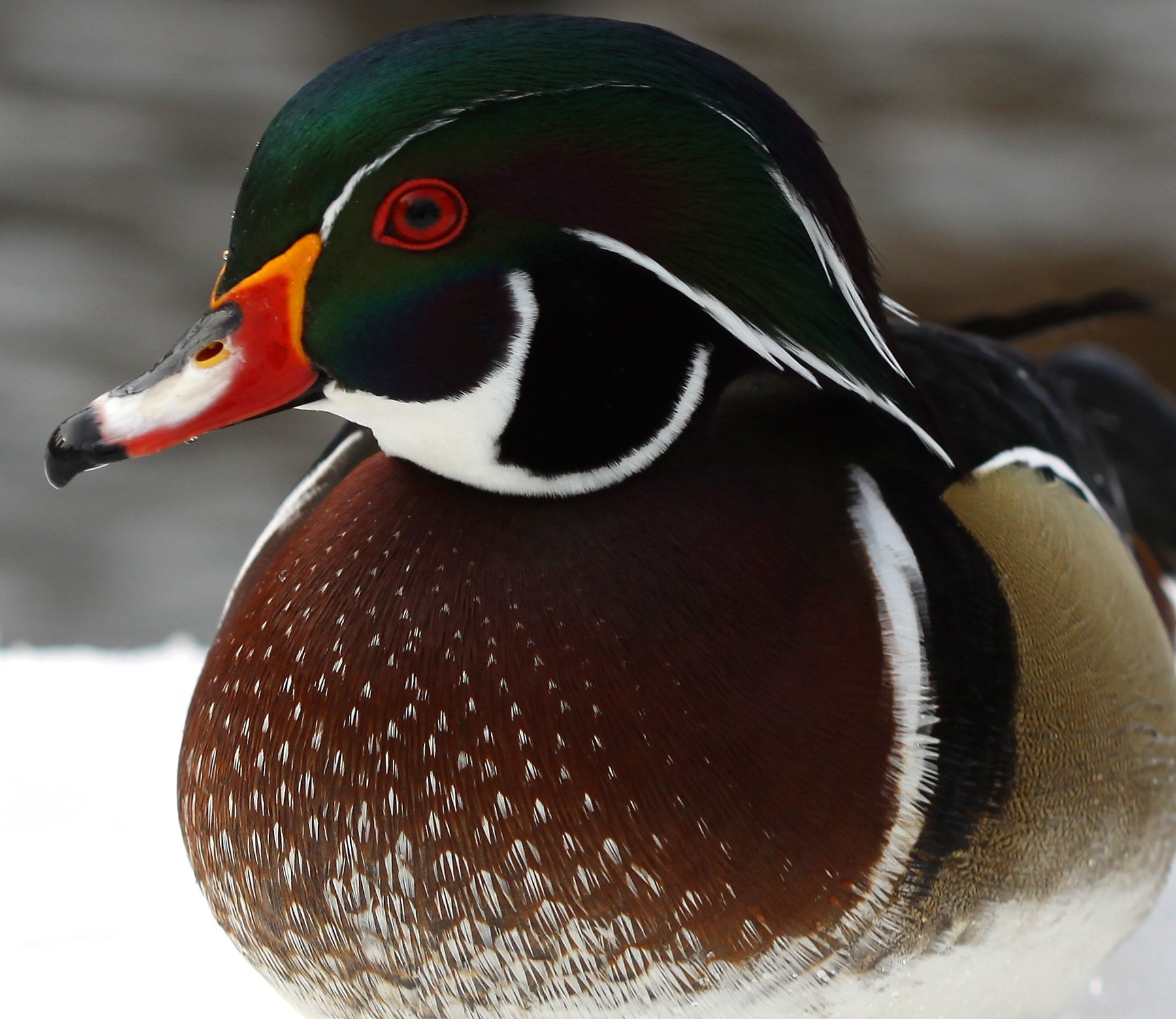 Wood Ducks in Central Park 10,000 Birds