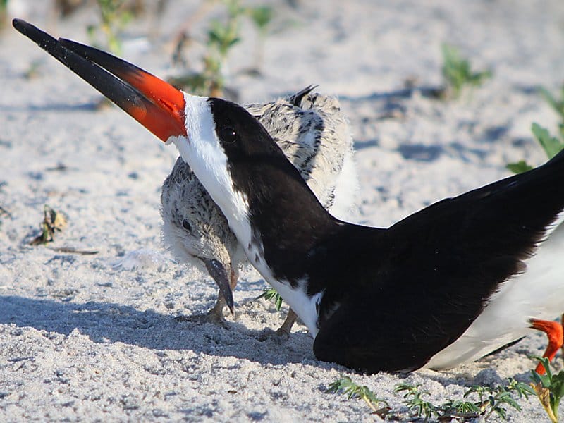Baby Black Skimmer 10 000 Birds